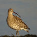 Curlew