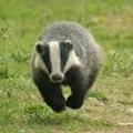 A photo of a badger running