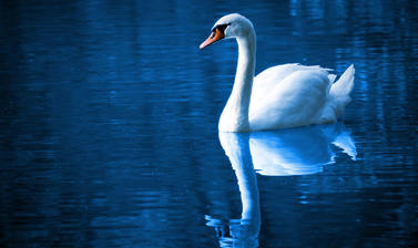 Swan swimming with reflection