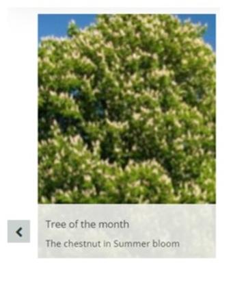 Chestnut tree with expanded text to show the rollover function