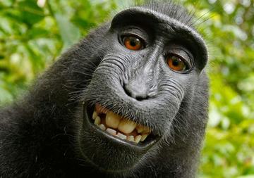 naturo monkey selfie