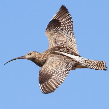 Curlew flying