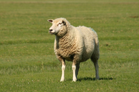 cow