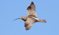 Curlew flying
