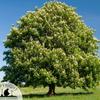 chestnut tree