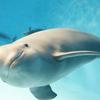 porpoise1